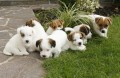 Jack Russel Terier  tata s PP