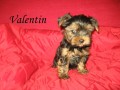 Yorkshire terrier s PP