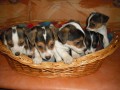 Jack Russell Terier