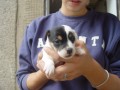 JRT jack russel terier prodm