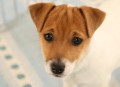 Jack Russel Terier  tata s PP