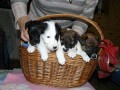 Fox Terrier Smooth - Puppies