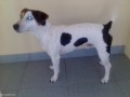 Nabizim kryt fenek JRT s PP