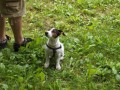 Jack Russel Terir - kryt