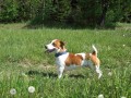 nabzm ke kryt JRT