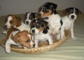 JACK RUSSEL TERIER