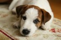 Jack Russel Terier  tata s PP