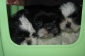 krásná štěnátka shih tzu