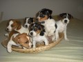 Jack Russell Terier