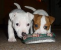 Jack Russell terir