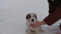 ttka Jack Russel Terriera