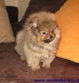 nmeck pic trpasli / pomeranian