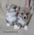 welsh corgi pembroke