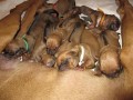 Rhodéský ridgeback - štěňata s PP