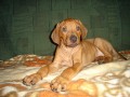 Rhodéský Ridgeback, štěňátka s PP