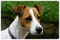 JACK RUSSEL TERIER ke kryt
