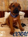 Výstavní Rhodéský Ridgeback s PP