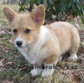 welsh corgi pembroke