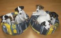 Jack Russel Terier
