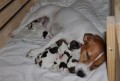 tnata Jack Russel Teriera bez PP