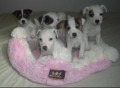 Jack Russel Terier