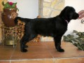 FLAT COATED RETRIEVER