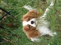 Kavalr king charles panl