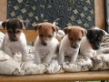 Jack Russel Terir 