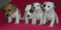 Jack Russel Terier