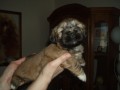 Lhasa apso s PP