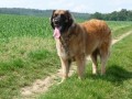 Leonberger - tata