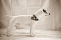 kvalitn Jack russel terier bez PP ke kryt