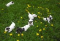 Jack Russel Terier