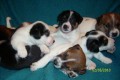 Jack russell terier s PP