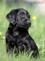 Flat coated retriever s PP - nadstandart:-)