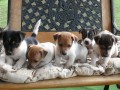 Jack Russel Terir 