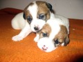 Jack Russell terir - tata s PP