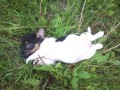 JACK RUSSELL TERIER  POSLEDN FENEKA!