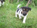 JACK RUSSEL TERIER  POSLEDN PEJSEK!