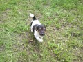  POSLJACK RUSSELL TERIER FENEKA
