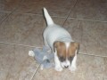 Jack Russell terier 