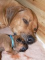 Štěňata – Rhodéský ridgeback s PP