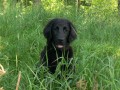 Flat Coated Retriever