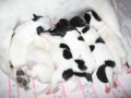 tata Jack Russell terir na prodej