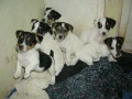 TATA JACK RUSSELL TERIER