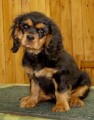 3 msn kavalr - pejsek v barv Black and Tan 
