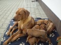 Rhodéský ridgeback – štěňata s PP