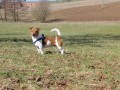 Nabzm ke kryt - Jack Russell Terier