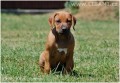 Rhodesian Ridgeback a Parson Russell terir tat