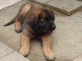 Leonberger tata